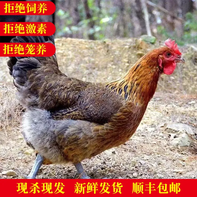 拍一发二新鲜发货 散养三年皖南黑脚老母鸡5斤以上带内脏不土可退