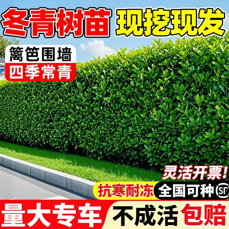 冬青树苗四季常青绿化植物法国直立绿篱笆庭院围墙耐寒北海道黄杨