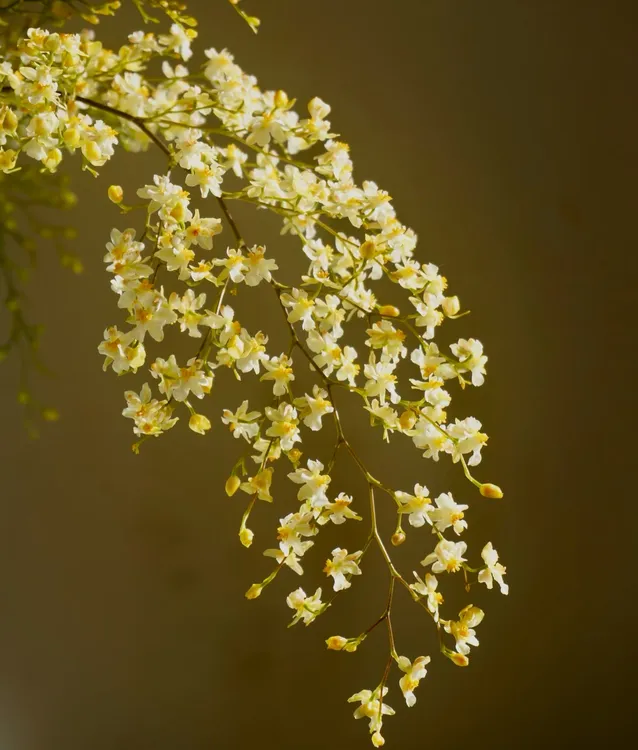 【文心兰-黄色】梦乡兰 4花剑起奶香味 兰花室内植物客厅办公室阳台