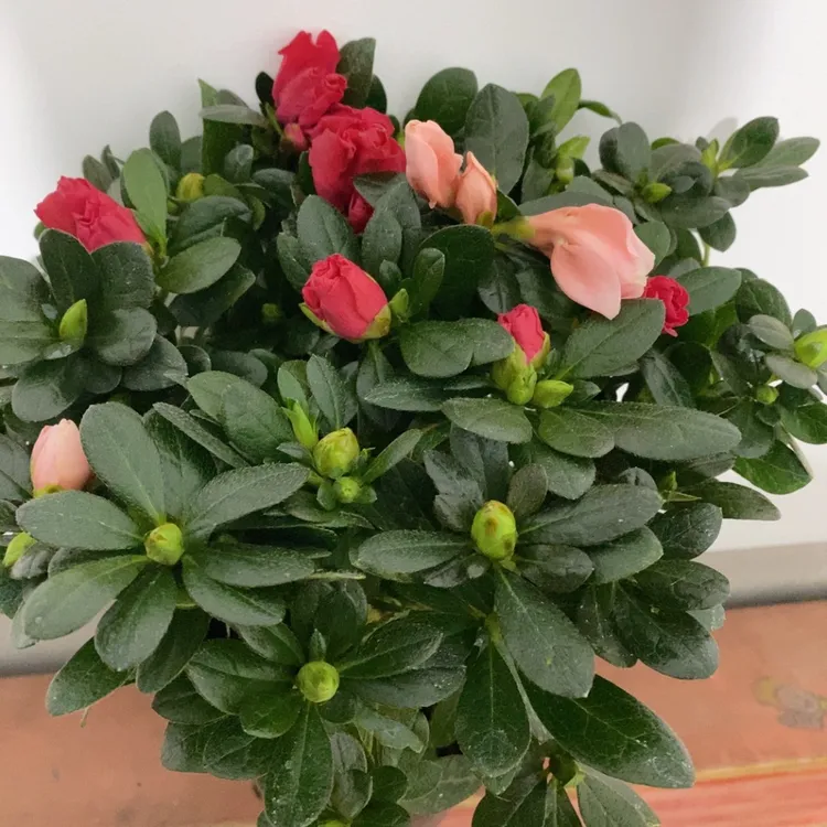 一盆双色杜鹃花盆栽带花苞四季开花好养易活室内外阳台植物花卉