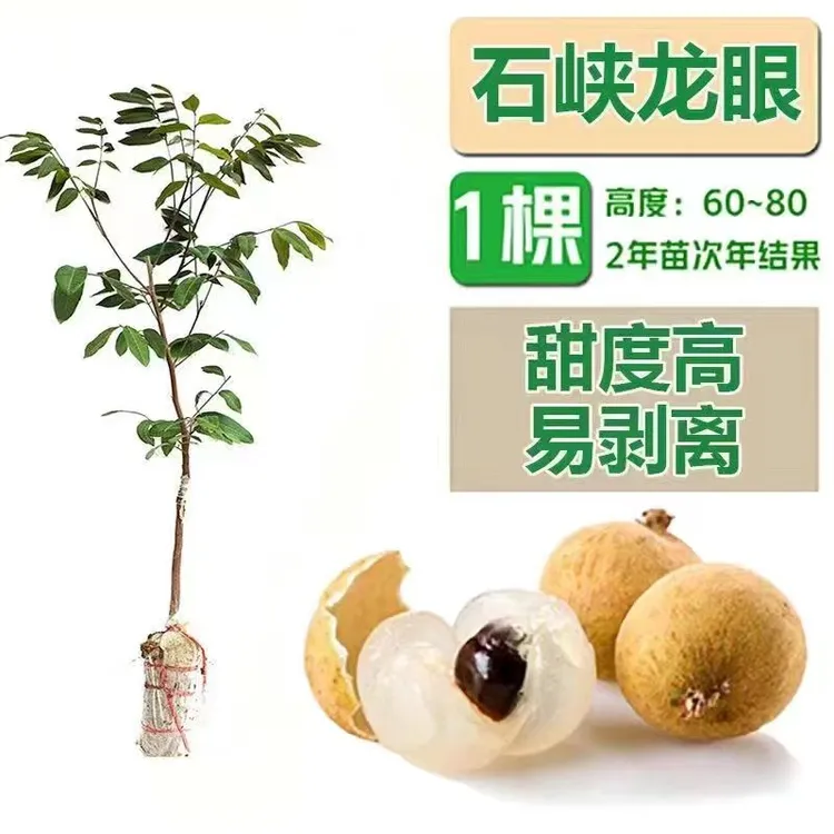 石峡龙眼苗，储粮龙眼苗，四季龙眼苗，带土带叶发货