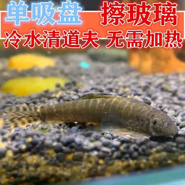 吸盘吸鳅长汀吸鳅底层工具鱼除藻神奇网红溪鳅冷水观赏鱼不加温