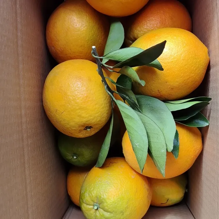 正宗温汤镇富硒脐橙产地直发香甜多汁新鲜应季水果橙子直发