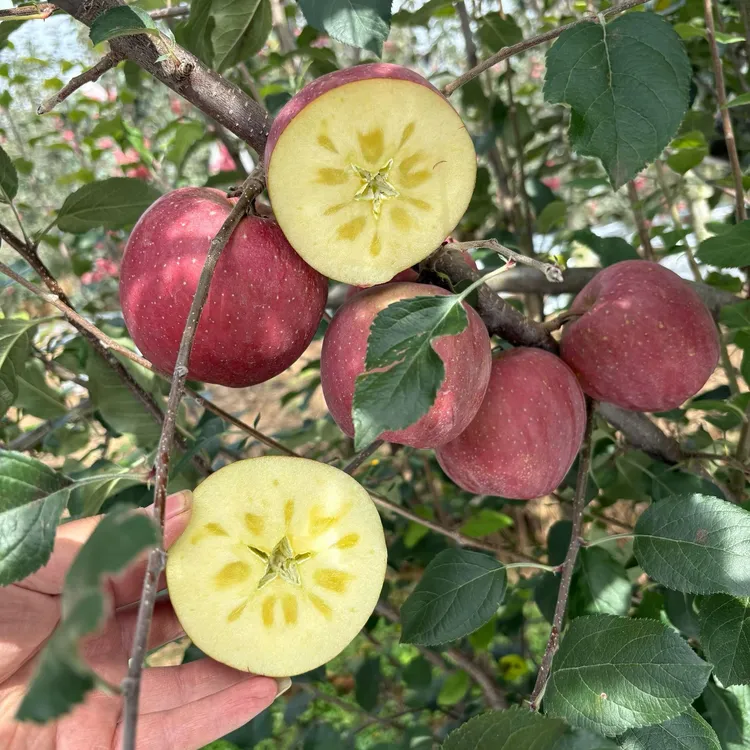 正宗云南昭通冰糖心丑苹果脆甜多汁当季水果