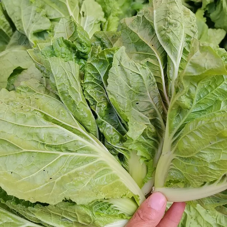 小青菜 贵州新鲜小苦菜小白菜农家自种 蔬菜现摘现发包邮