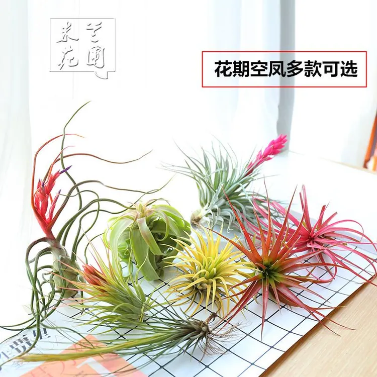 空气凤梨无土植物多头群生花期空凤办公室内绿植盆栽花卉