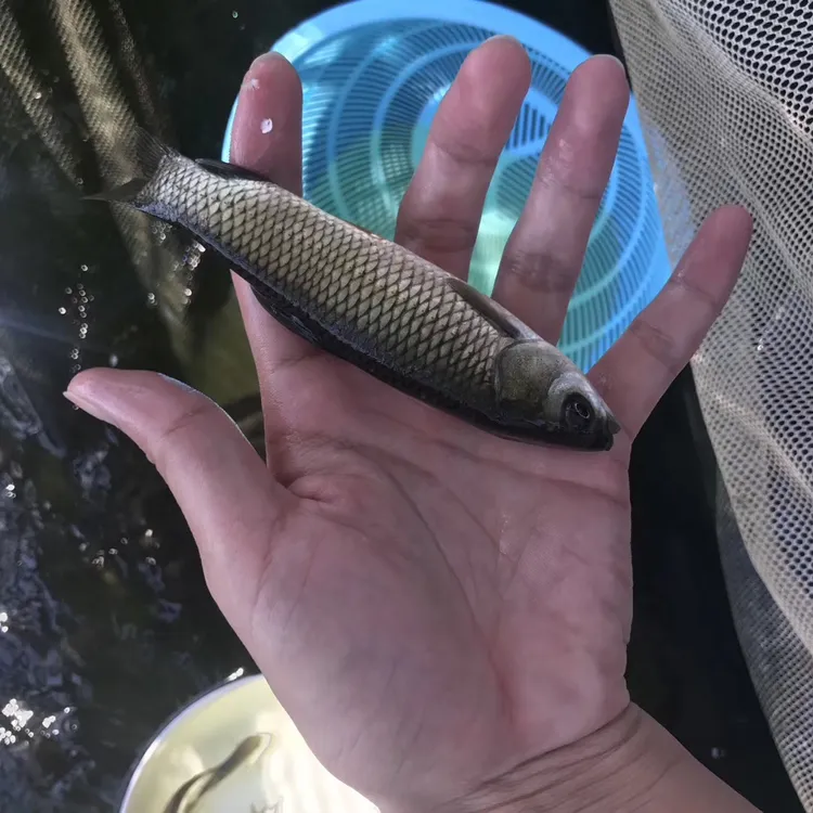 长身草鱼 鲩鱼淡水鱼 宠物活体水族观赏鱼