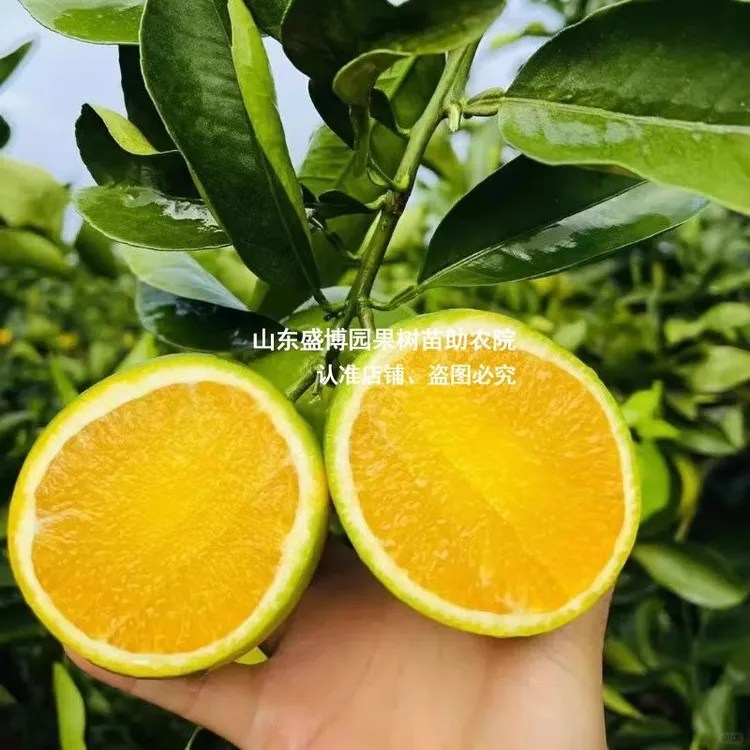 青皮冰糖橙苗浓甜无籽橙子树苗盆栽地栽南方北方庭院种植果树果苗