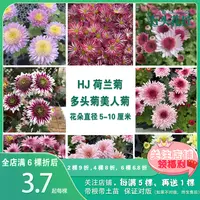 石头花匠新品甜心玫瑰 多头菊荷兰菊6个品种多年生宿根菊花苗 