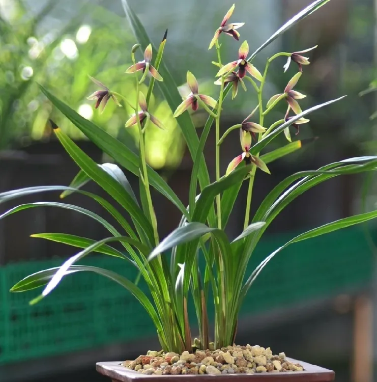 赤城，四季兰极品红素，又名峨眉晨光。花开2—6朵，花香，是红素的极品