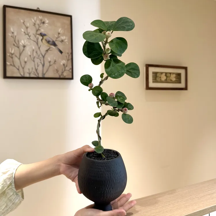 S造型小盼菩提室内外绿植盆景净化空气好养活适合办公室客厅摆放