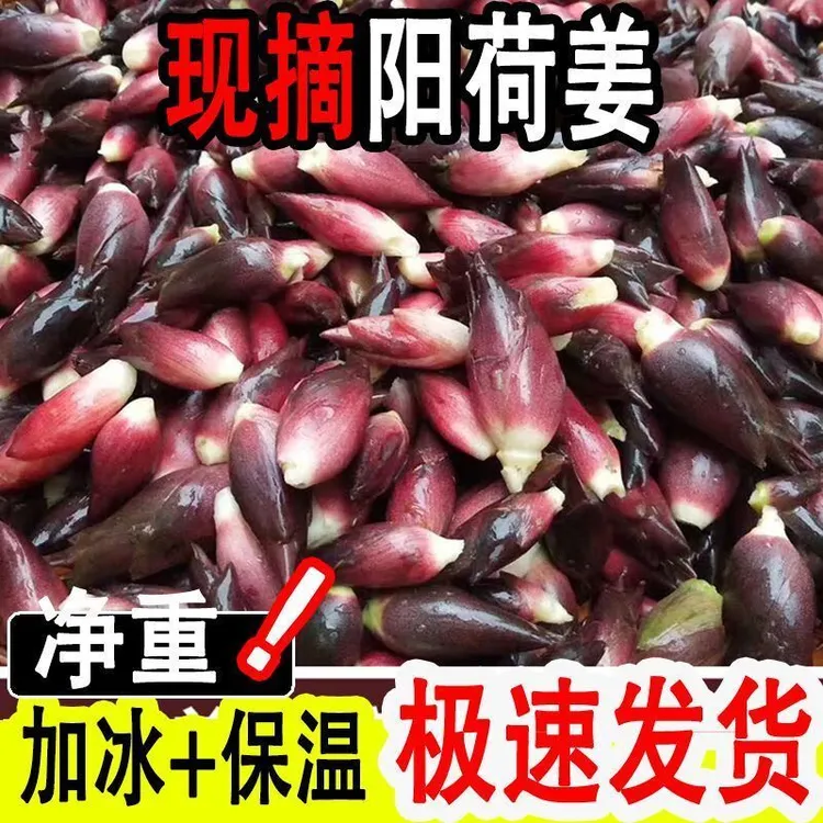 贵州高山新鲜阳荷现摘现发货