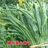 【全店满五包包邮】广西柳叶菜心种子