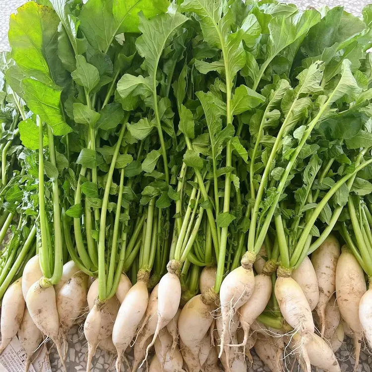 农家自种新鲜小萝卜 露天种植带叶子萝卜樱 现挖水嫩泡菜原料蔬菜