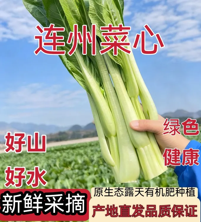 广东连州菜心新鲜现摘现发农家自种当季时令新鲜蔬菜清甜爽口包邮