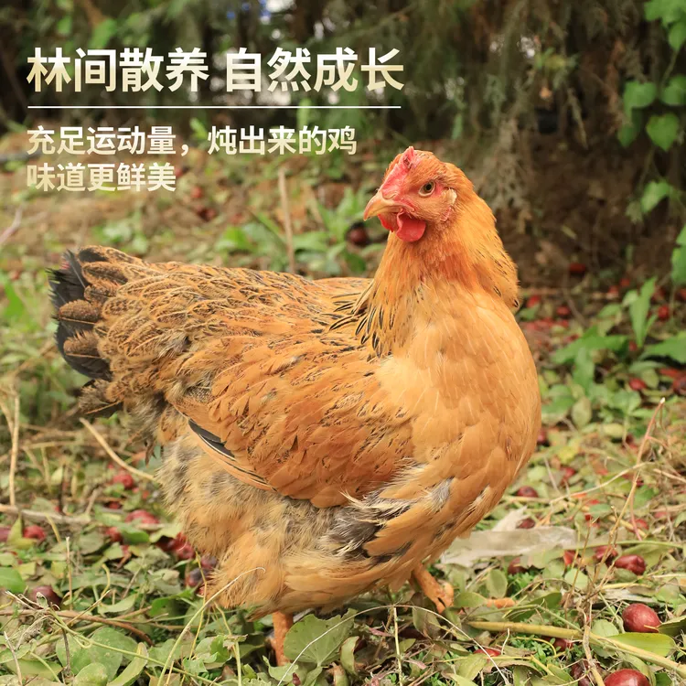 宁夏塞上散养老母鸡（土鸡）买2只送1只