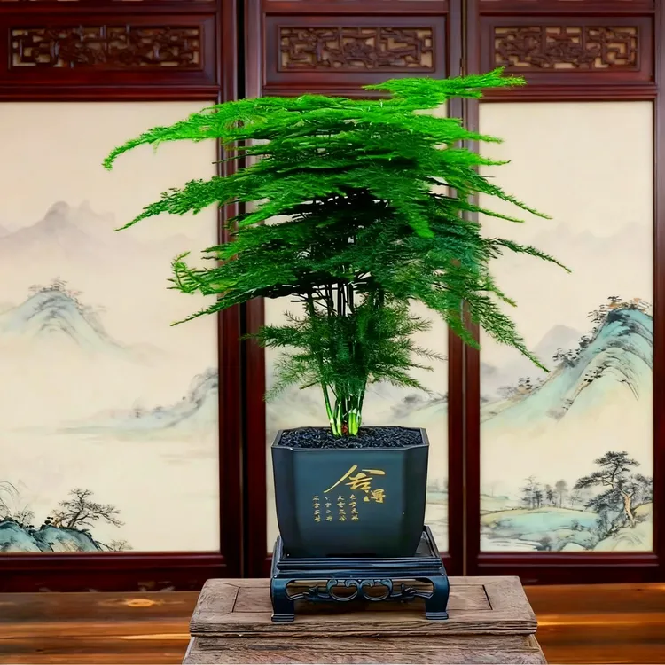 文竹盆栽办公室绿植花卉室内外通用四季常青好养护客厅