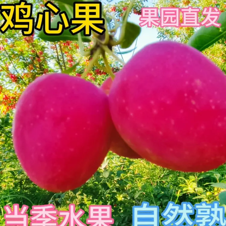 东北特产鸡心果锦绣海棠脆甜多汁新鲜采摘现摘现发