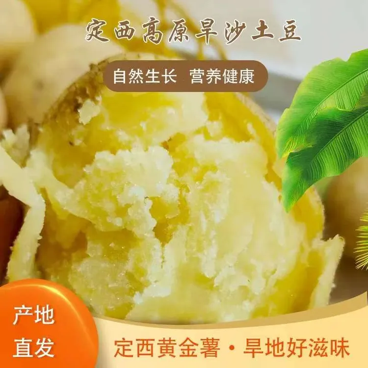 甘肃定西黄心沙面土豆农家直发种植代餐新鲜现挖甘肃定西黄心土豆