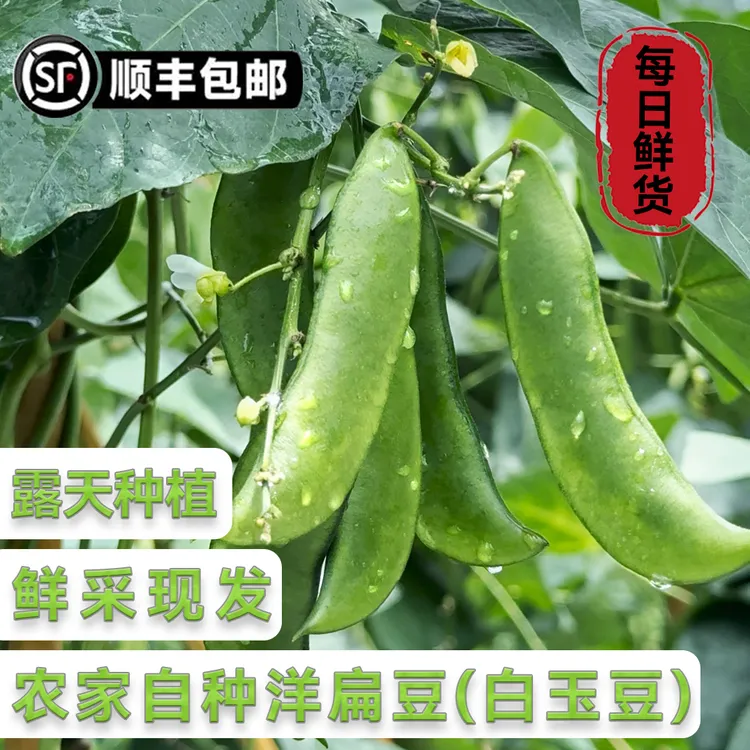 【顺丰包邮】洋扁豆白玉豆新鲜现摘现发福建南通特产泡沫冰袋保鲜 