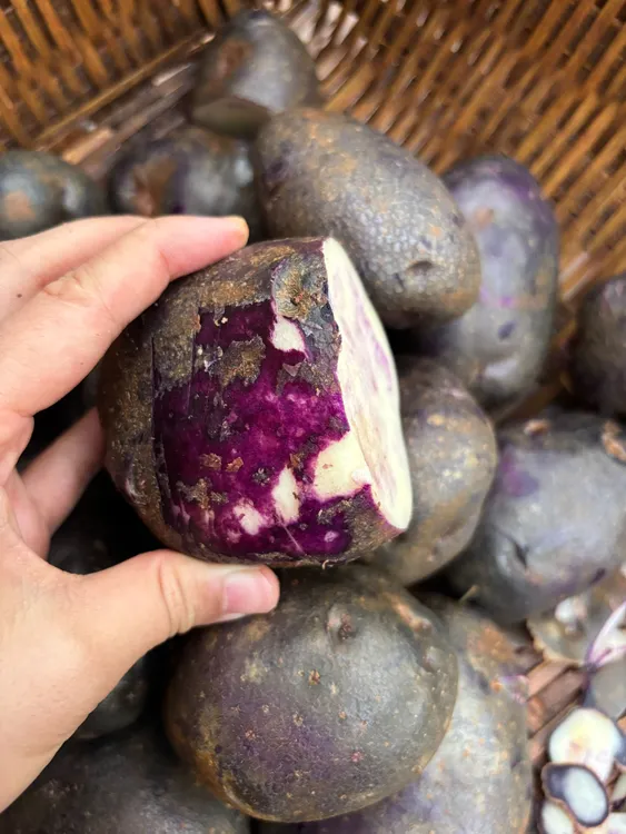 云南新鲜紫土豆农家老品种乌洋芋大土豆马铃薯紫土豆