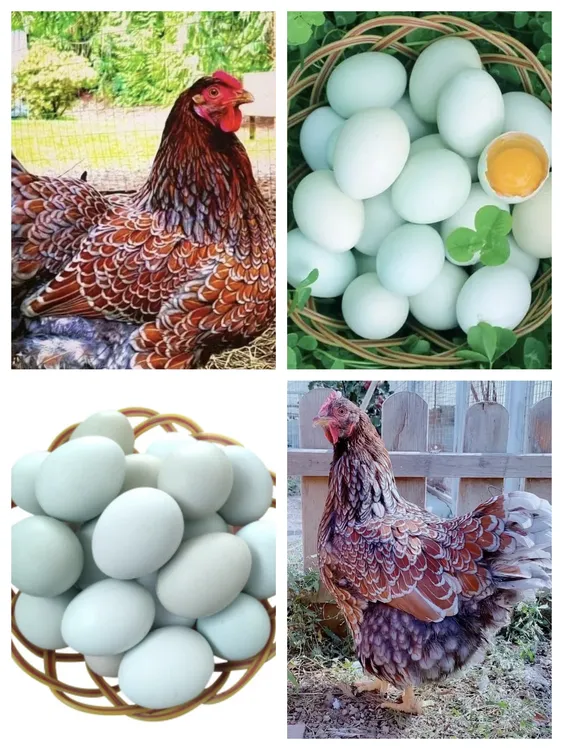 【半大】农家散养新鲜鱼鳞鸡蛋鲜美锁鲜发货