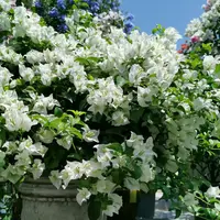【白雪公主】三角梅四季可爬藤可垂丝不带花