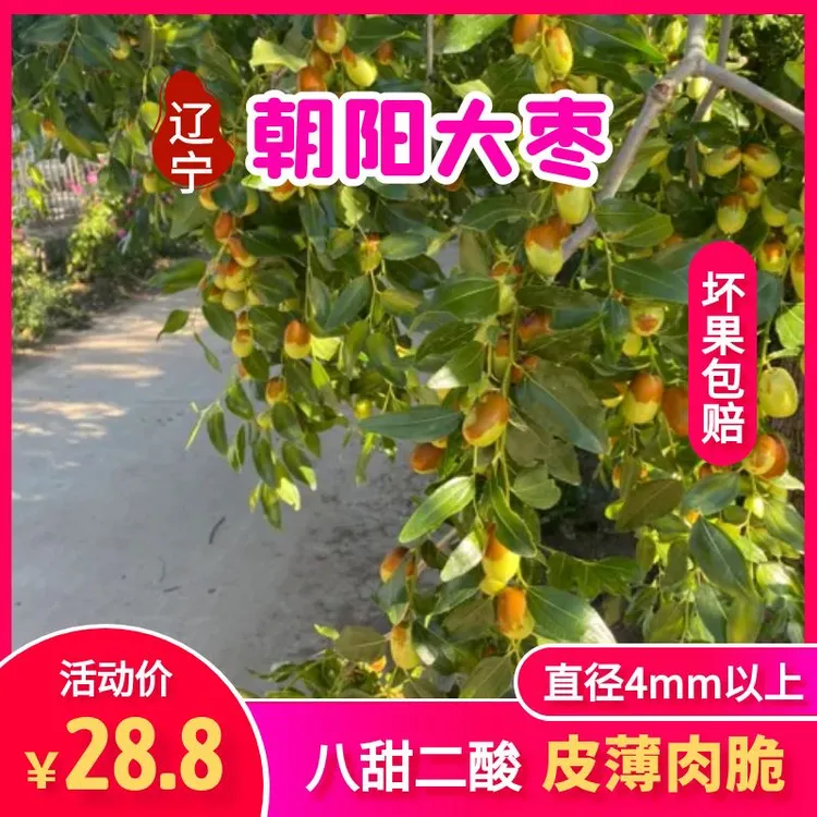 朝阳大枣新鲜现摘脆甜多汁皮薄肉厚的水果大枣