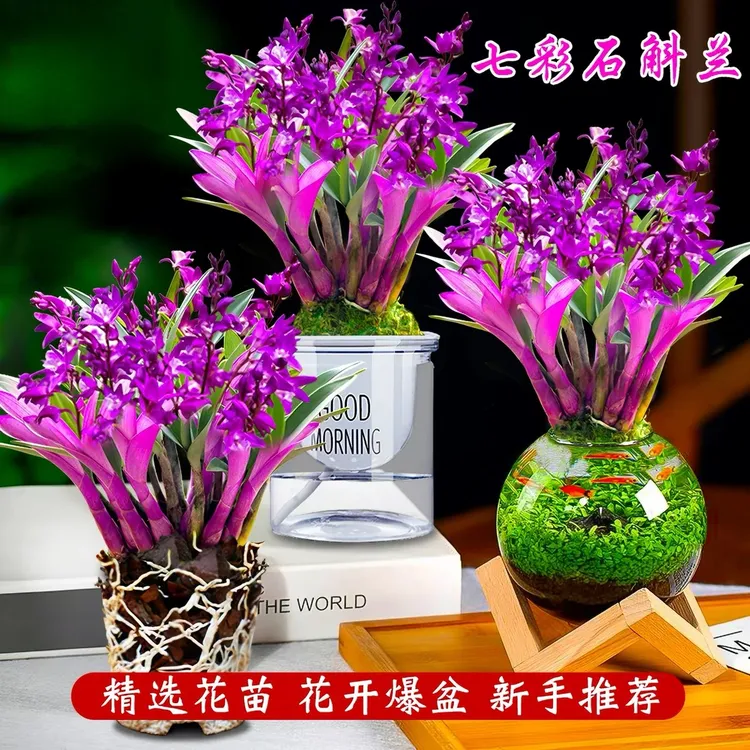 新品正宗室内七彩琉璃石斛兰花苞浓香型阳台桌面新手好养绿植花卉