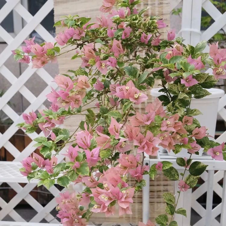 【斑叶米罗】三角梅直播间一物一拍，勤花爆花品种，下单送肥料