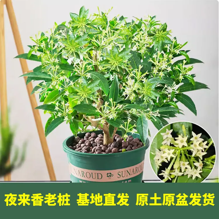 夜来香花树苗夜来香盆栽植物室内办公室驱蚊造景花苗浓香夜来香