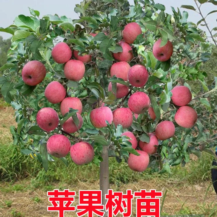 红富士苹果苗苹果树苗盆栽地栽活苗矮化果树当年结果南方北方种植