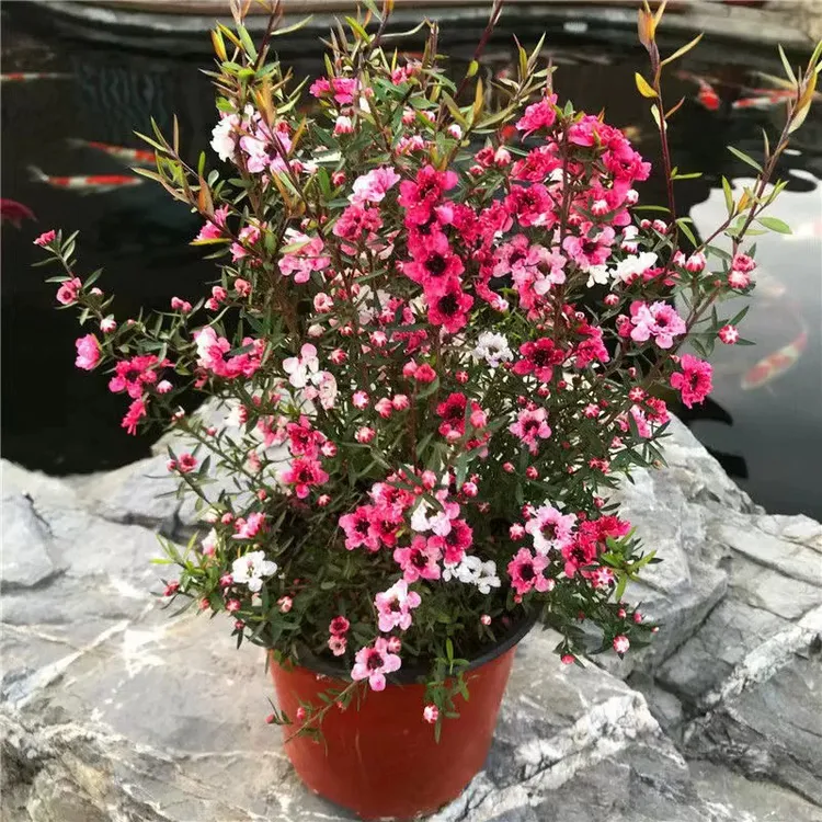 松红梅三色梅花澳洲松红梅盆栽花卉带花苞