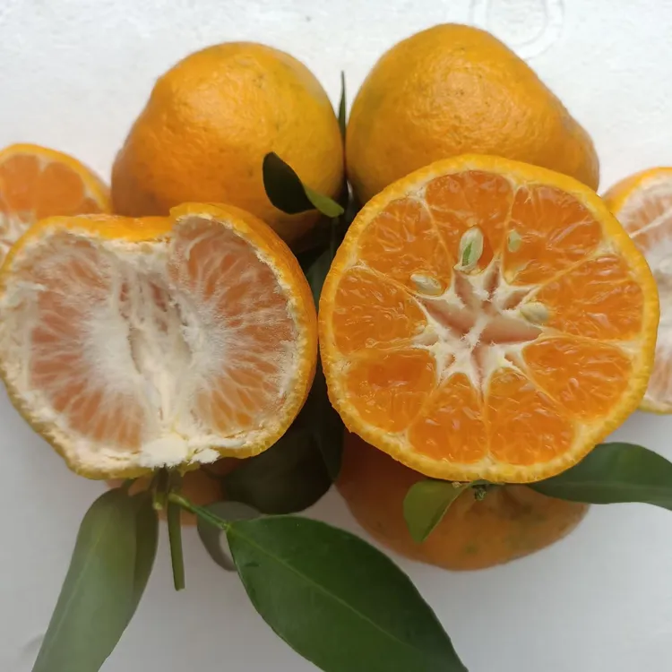 重庆万州碰柑芦柑当季新鲜水果现摘现发产地直发爆甜多汁香甜可口