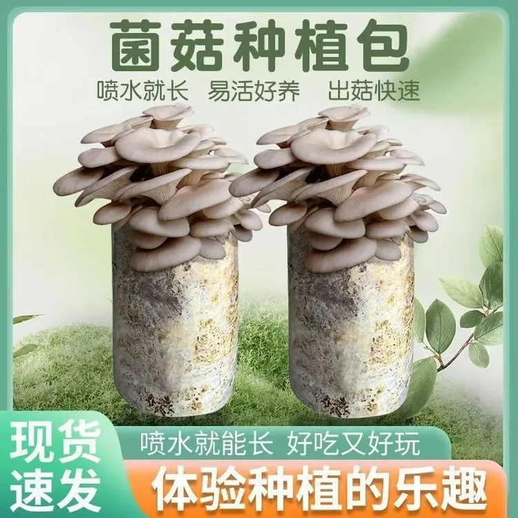 菌菇种植包可食用家庭种植食用灰平菇菌包菌种蘑菇种子