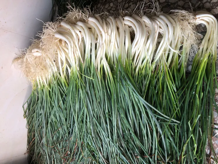 茭头叶香农家带叶藠头荞头教头新鲜现挖现发当季蔬菜炒腊肉湖南