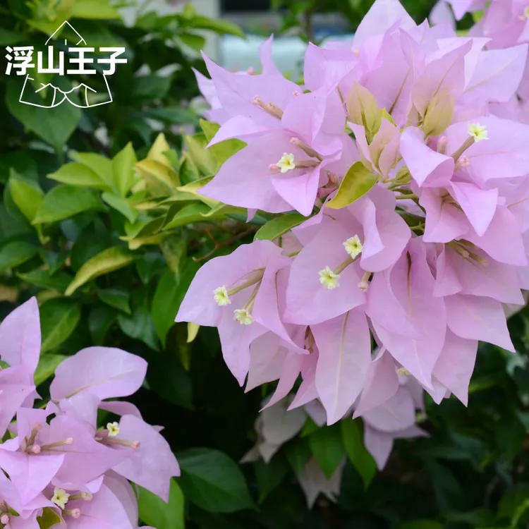 【金夫人三角梅】浮山王子基地粉紫色喜阳爬藤阳台庭院植物