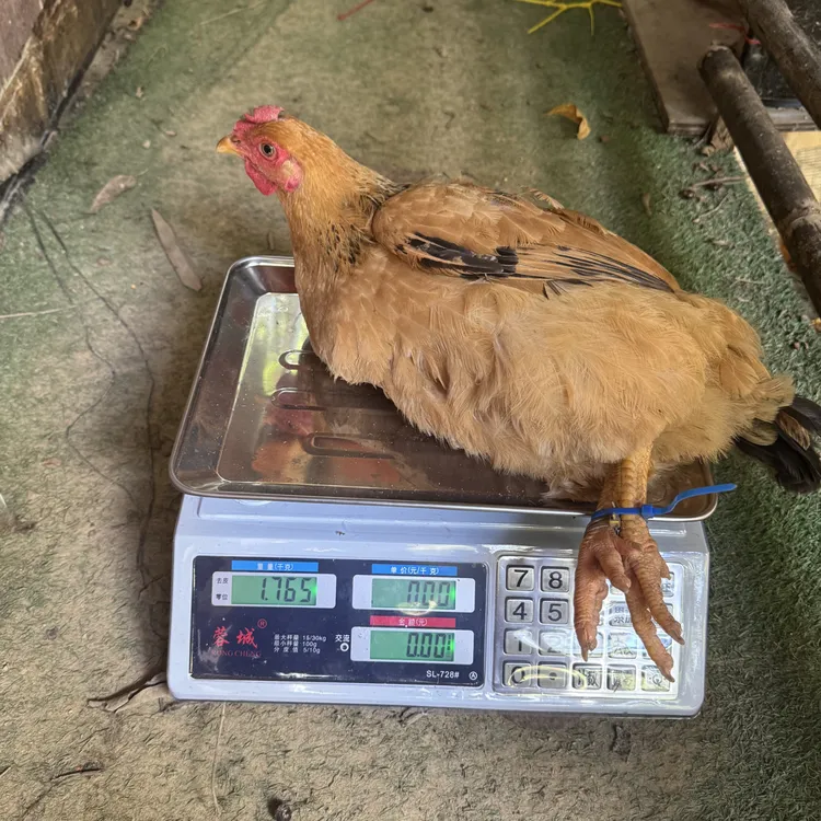 吃蛋咸鱼鸡，鸡莎贝拉