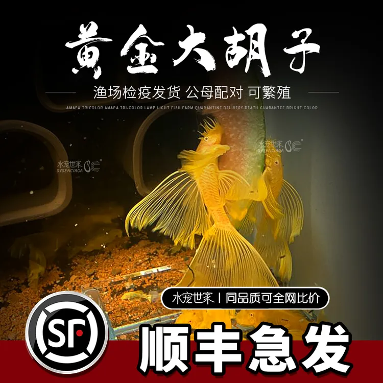 黄金大胡子鱼大帆清道夫蓝眼胡子24K红眼清道夫除藻工具鱼清洁鱼