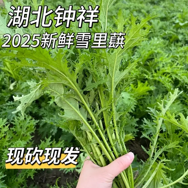 湖北农家自种新鲜雪里红雪里蕻当季时令蔬菜可腌制专用菜现砍现发