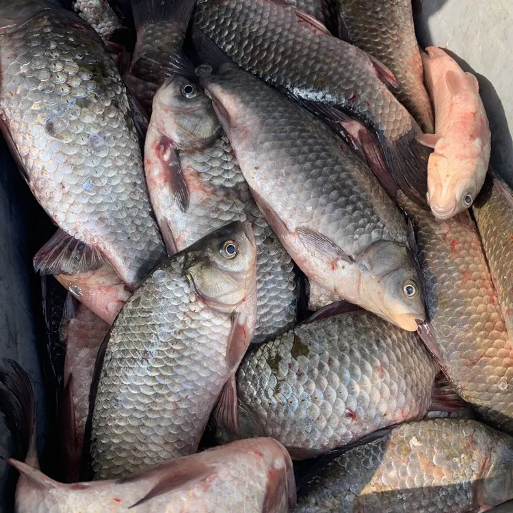 野生鲫鱼，新鲜炖汤