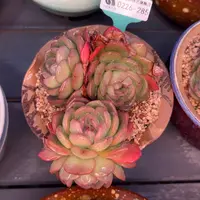 多肉一物一拍0226-285