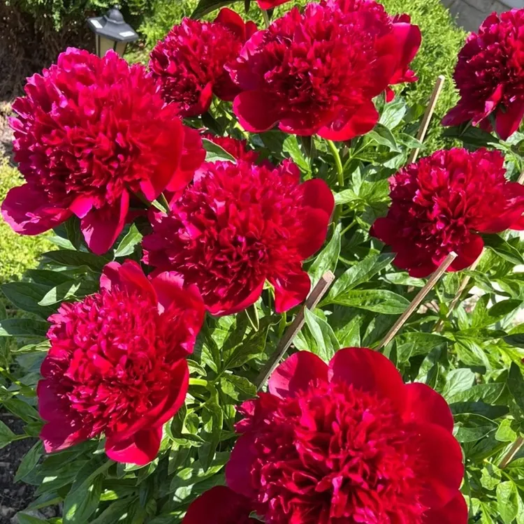 四季易种洛阳牡丹花种子室内阳台盆栽植物种籽多年生观花