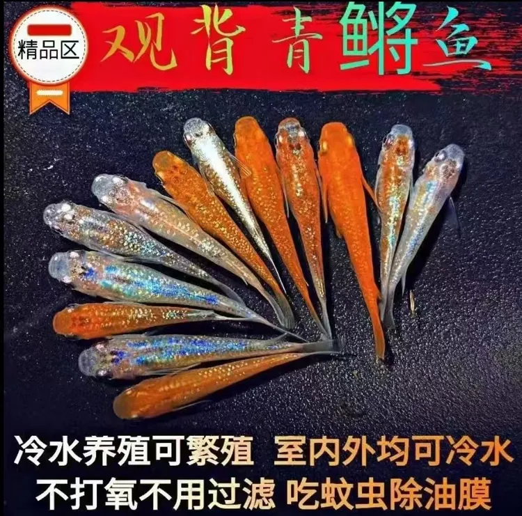 观背青鳉观赏鱼冷水鱼魔法鱼小型锦鲤金鱼淡水鱼好养活体不打氧