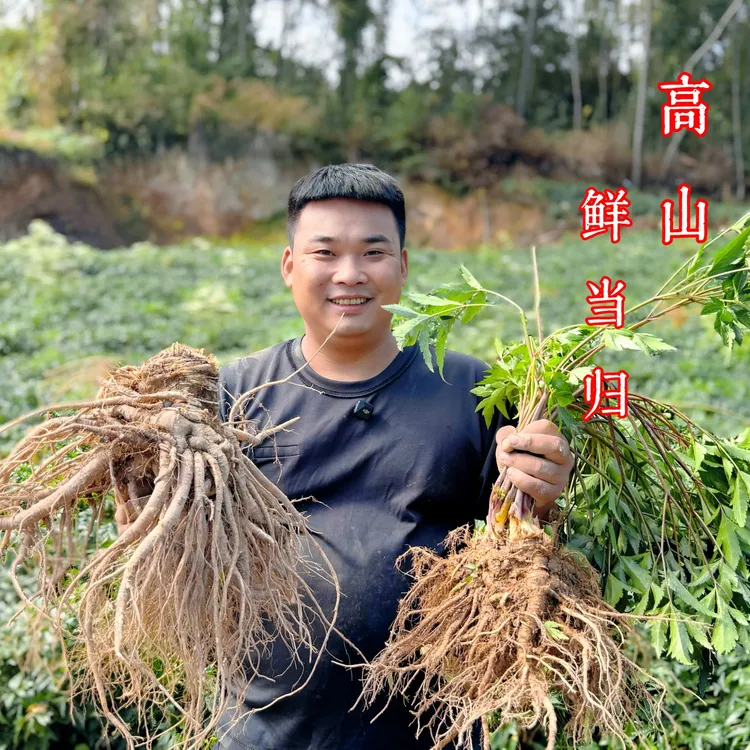 四川汉源高山新鲜蔬菜当归甜当归土当归包邮
