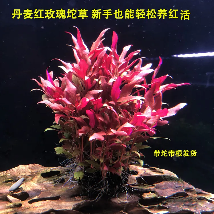 丹麦红玫瑰绝美后景草净化增氧新手懒人专用水草