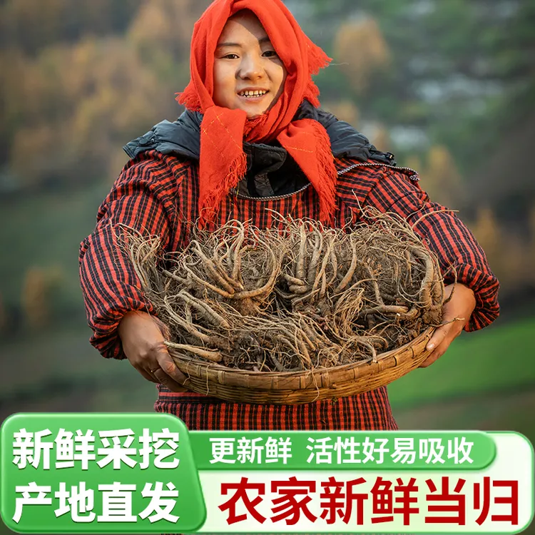 【新鲜当归】甘肃岷县农家当归自然生长煲汤炖汤产地直销500g现挖