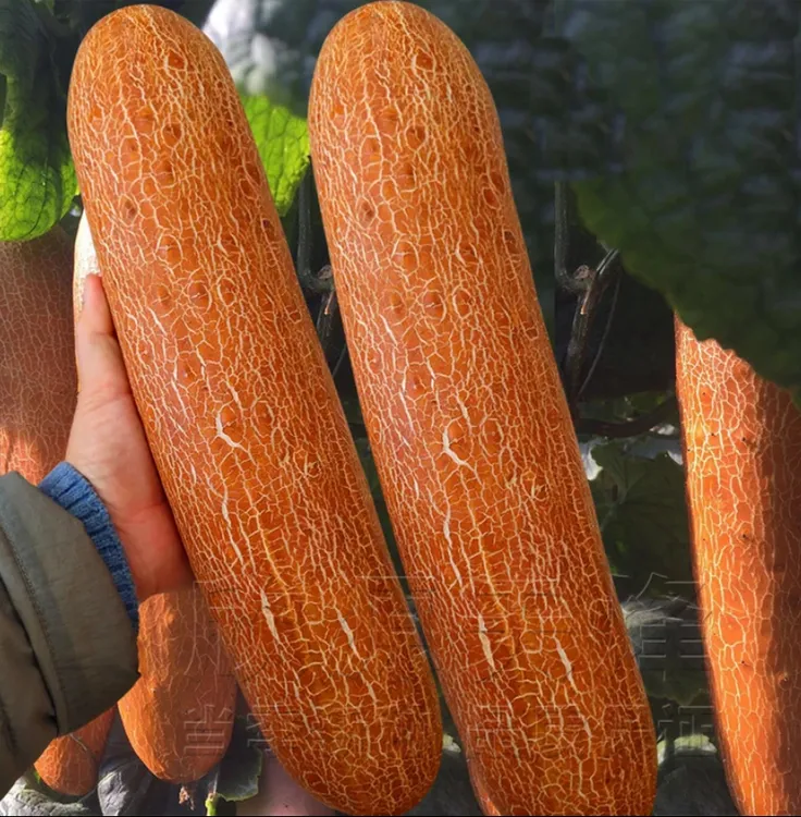 麻皮老黄瓜种子耐热特大东北黄皮黄瓜种籽春夏秋季阳台盆栽种子