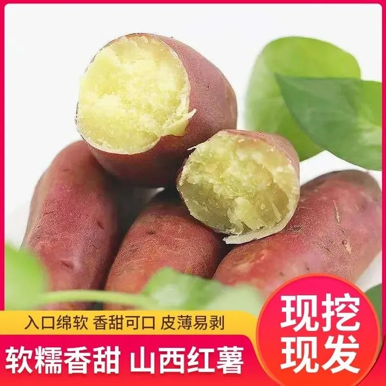 山西运城新鲜现挖正宗沙地板栗红薯香甜粉糯好吃的地瓜