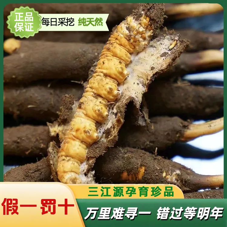 新鲜冬虫夏草1.0-1.2克【2025新鲜头茬】高海拔4500米现挖现发